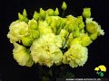 Eustoma Yellow Dance